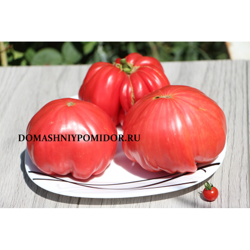 Болгарская роза (Bulgarian Rose, США)